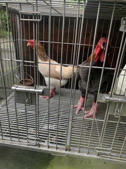 Dong Tao Breeding Pair Dragon Chicken